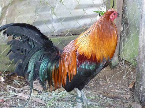 broodcock price